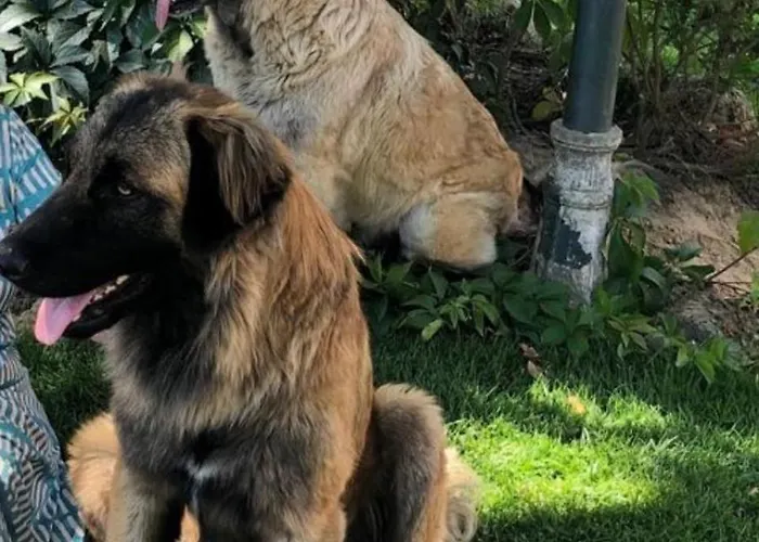 Quinta Calcaterra * Marialva